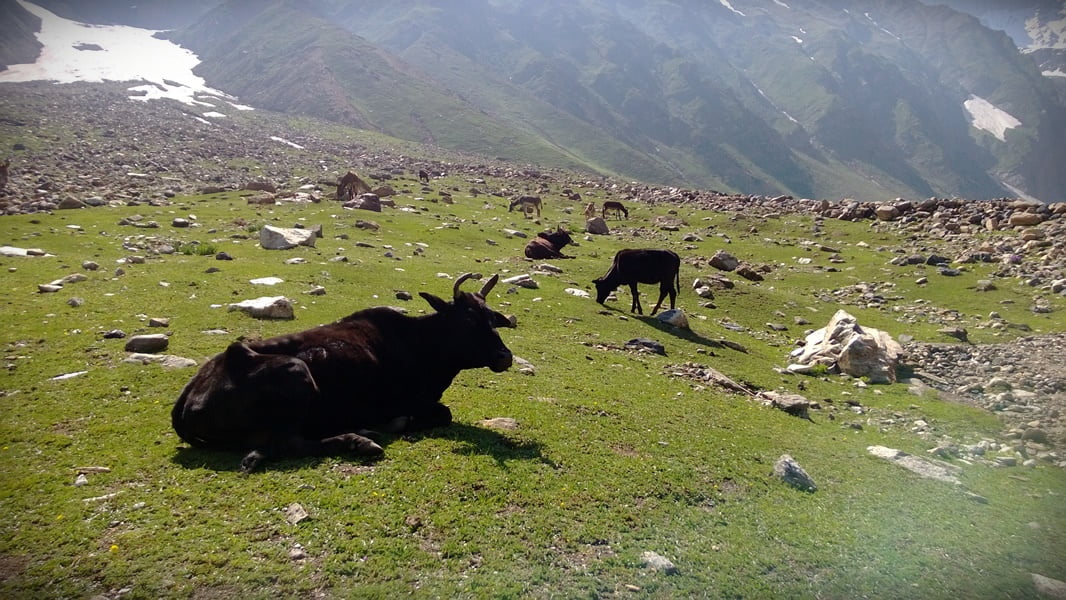 Pakistan summer tour 2013 photo 13 of 43, shot on Nokia Lumia 920