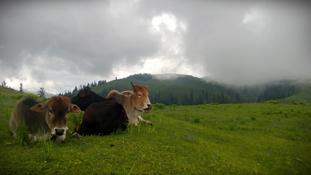 Pakistan summer tour 2013 photo 28 of 43, shot on Nokia Lumia 920